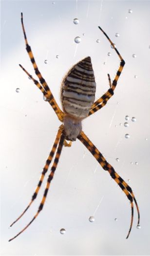 Banded Garden Spider - Argiope trifasciata (Forskl, 1775)