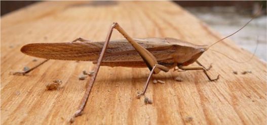 Greater Anglewing Katydid - Microcentrum rhombifolium