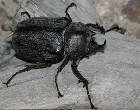 Texas Megasoma Scarab - Megasoma vogti Cartwright 1963