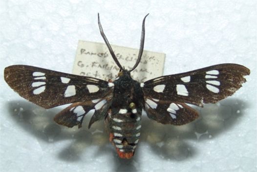 Vulcan Tiger Moth - Eurata vulcanus (Walker, 1854)