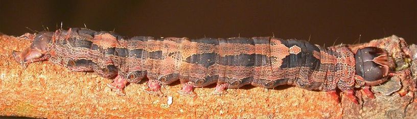 Black Witch Moth - Larva