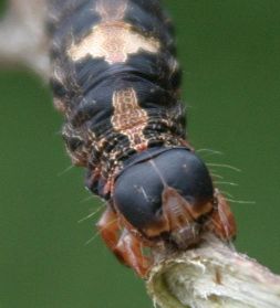 Black Witch Moth - Larva