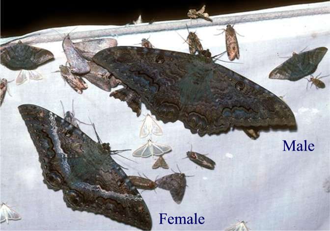 Black Witch Moth - Male and Female