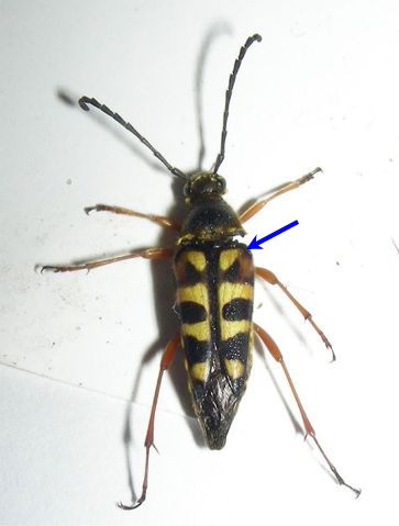 Zebra Longhorn Beetle - Typocerus zebra (Olivier, 1795)